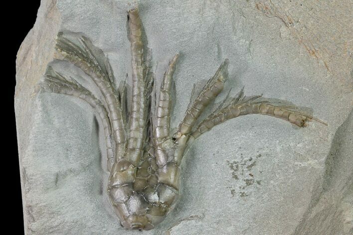 Fossil Crinoid (Scytalocrinus) - Crawfordsville, Indiana #135552